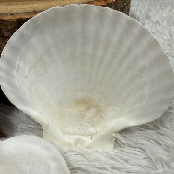 NWOT Set of 4 Nantucket Seafood Natural Baking Sea Shells 4.5" - 5" - Picture 10 of 15